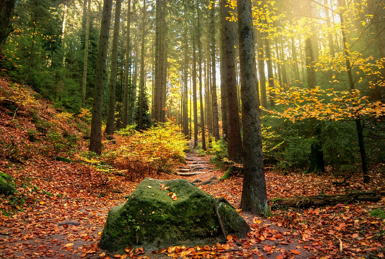 The Role of Environmental Activism in Society